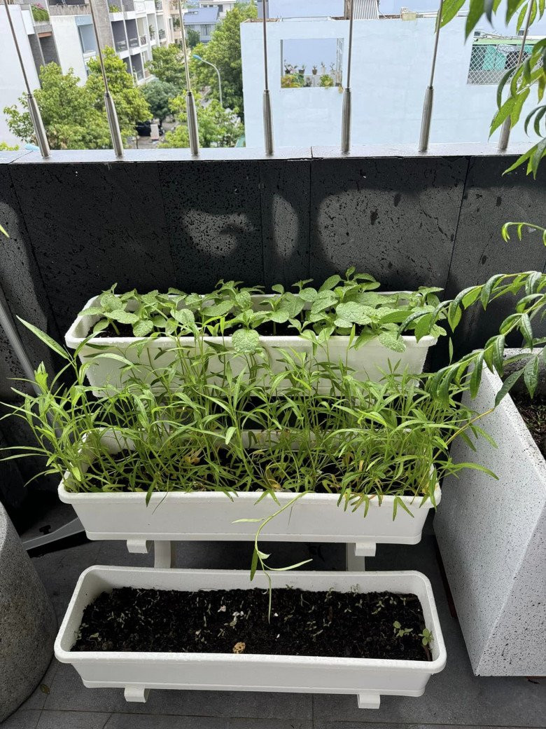 Mới đây, Huỳnh Khánh Vy - vợ nhạc sĩ Phan Mạnh Quỳnh vừa chia sẻ niềm đam mê làm vườn trên mạng xã hội. Kèm theo đó, Khánh Vy đăng kèm hình ảnh vườn cây xanh tốt trên sân thượng.