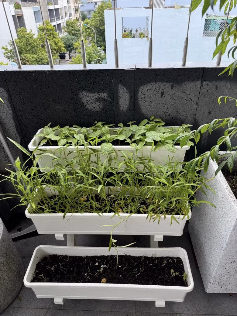 Mới đây, Huỳnh Khánh Vy - vợ nhạc sĩ Phan Mạnh Quỳnh vừa chia sẻ niềm đam mê làm vườn trên mạng xã hội. Kèm theo đó, Khánh Vy đăng kèm hình ảnh vườn cây xanh tốt trên sân thượng.