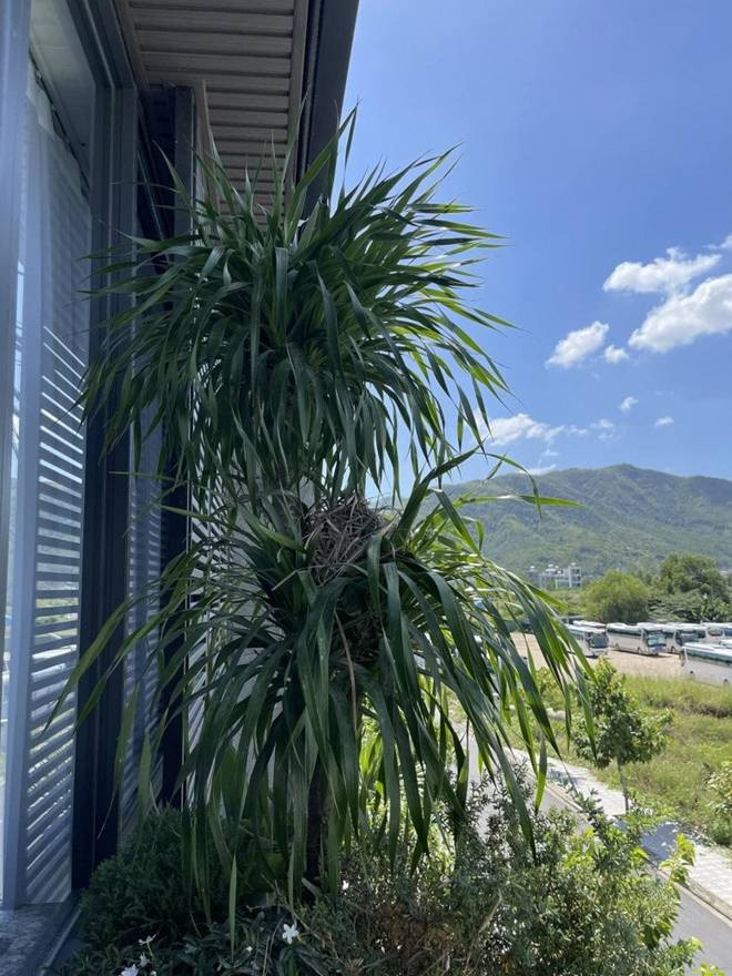 Ngoài sân thượng, những không gian khác trong nhà Mạnh Quỳnh - Khánh Vy cũng rất thoáng đãng, nhiều màu xanh.