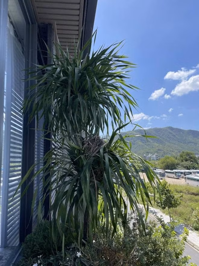 Ngoài sân thượng, những không gian khác trong nhà Mạnh Quỳnh - Khánh Vy cũng rất thoáng đãng, nhiều màu xanh.