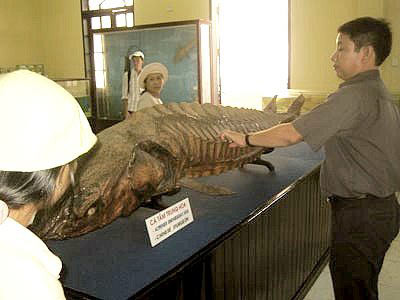 Ở Mỹ, nghề bảo quản xác động vật có mức lương cao ngất ngưởng khoảng 837 triệu đồng/năm. Ảnh: Getty