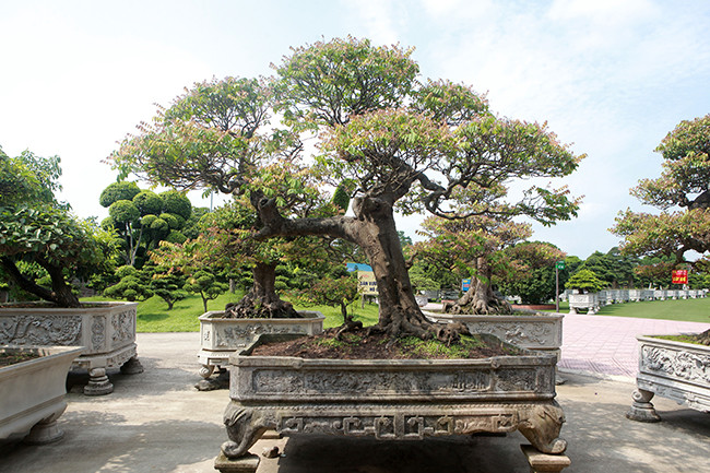 Khế bonsai có giá hàng trăm triệu đến cả tỷ đồng. Ảnh: Dân Việt