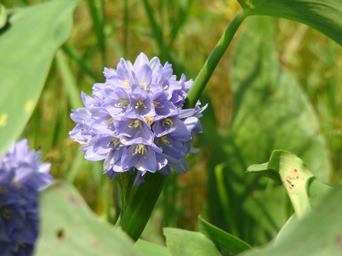 Rau mác cùng họ với loài lục bình, chỉ khác lục bình bông tím nổi trên trên mặt sông, con rạch, còn rau mác thì mọc cố định ở đầm lầy. Ảnh: Internet