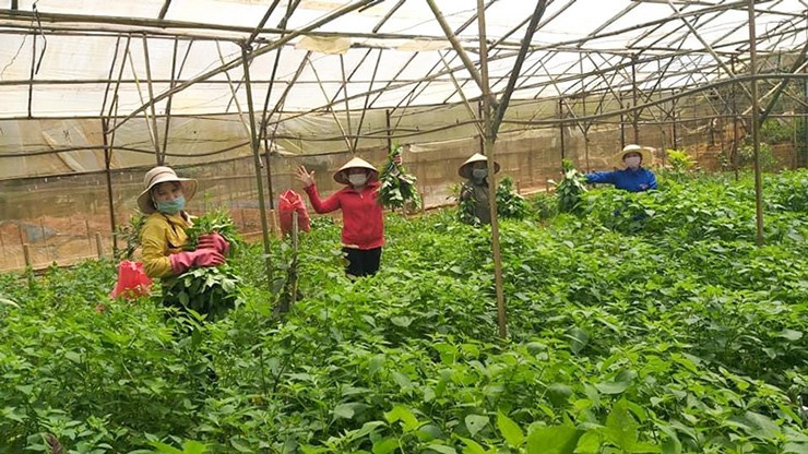 Do đó, những năm gần đây, nhiều hộ dân trồng rau tầm bóp để bán ra thị trường. Ảnh: Internet