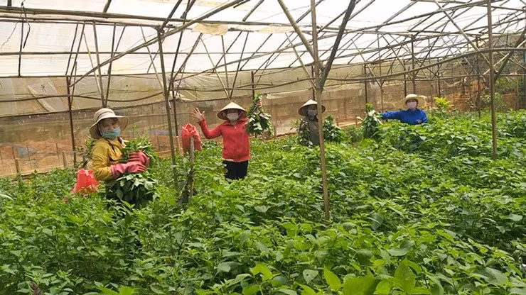 Do đó, những năm gần đây, nhiều hộ dân trồng rau tầm bóp để bán ra thị trường. Ảnh: Internet