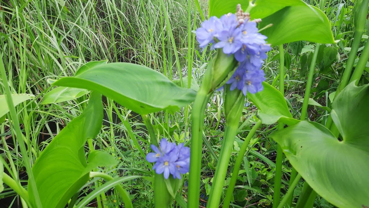 Trước kia, rau mác là món ăn nhà nghèo, thậm chí còn hái về cho lợn ăn, nhưng giờ chúng lên đời thành đặc sản được ưa chuộng ở thành phố, có giá khoảng 70.000 đồng/kg. Ảnh: Internet