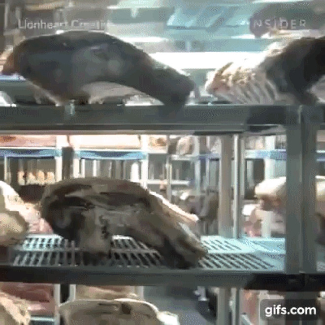 Bò sau khi mổ sẽ được xử lý theo tiêu chuẩn nghiêm ngặt, tạo lớp bảo vệ hữu cơ để ngừa vi khuẩn gây thối rữa, treo ngược lên trong điều kiện ít hoặc cách ly hoàn toàn độ ẩm. Ảnh: Insider