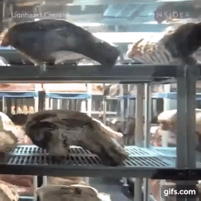 Bò sau khi mổ sẽ được xử lý theo tiêu chuẩn nghiêm ngặt, tạo lớp bảo vệ hữu cơ để ngừa vi khuẩn gây thối rữa, treo ngược lên trong điều kiện ít hoặc cách ly hoàn toàn độ ẩm. Ảnh: Insider