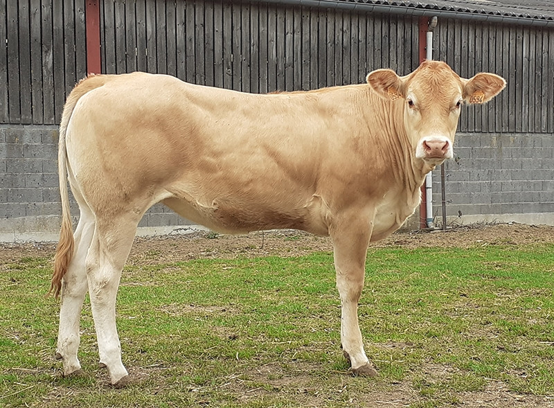 Những chú bò được nuôi rất kỳ công, được mát-xa và trò chuyện hàng ngày, thư giãn, giúp thịt ngon hơn. Ảnh: Gènes Diffusion