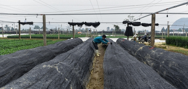 Ở nhiều nơi, người dân dùng lưới che để chống rét cho hoa màu. Ảnh: BTH