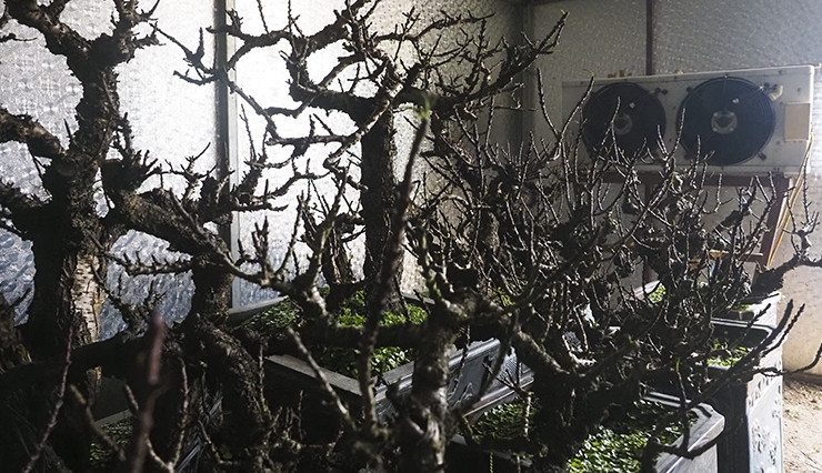 Mỗi phòng khoảng 30 m2 đủ để chứa 20-30 gốc đào tùy gốc đào to nhỏ khác nhau. Ảnh: Báo tin tức