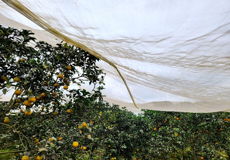 Việc mắc màn giúp tránh ruồi vàng, sâu, bướm và thời tiết quá nắng hay quá rét. Nhờ đó, cây phát triển tốt, cho ra quả nhiều hơn, chất lượng cam ngon hơn. Ảnh: Tiền phong