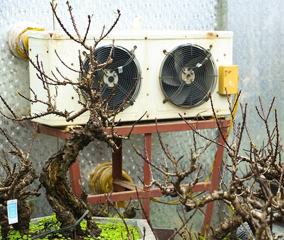Để đào Thất thốn không phải chịu thời tiết quá nóng hay quá rét, các nhà vườn cho đào thất thốn nằm điều hòa. Ảnh: Báo tin tức