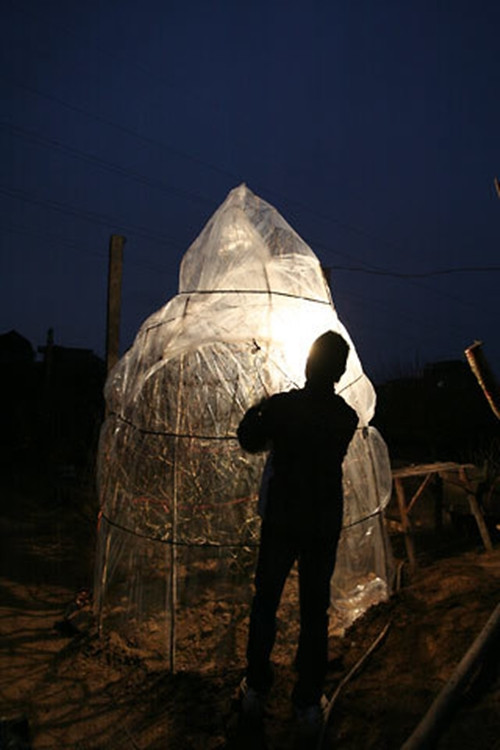 Bóng điện được thắp sáng suốt ngày đêm trong những ngày rét đậm để đào nở hoa đúng dịp Tết Nguyên đán. Ảnh: Vietnamnet