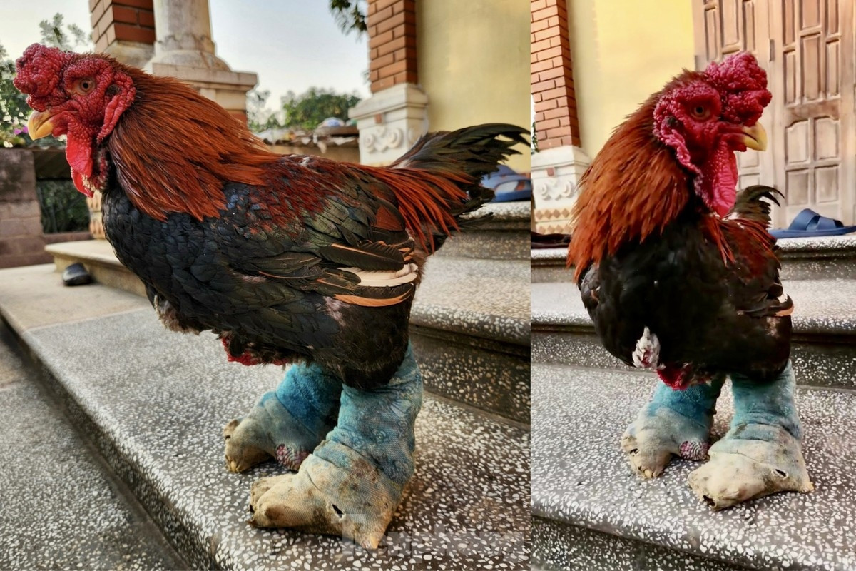 Không chỉ cây trồng, những chú gà Đông Tảo cũng được người nuôi đeo tất chân như người để không bị rét. Ảnh: Tiền phong