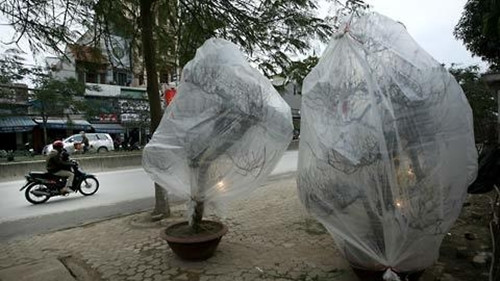 Những cây đào quý bày bán trên đường Lạc Long Quân cũng được trùm kín và thắp sáng đèn bất kể ngày đêm. Ảnh: Vietnamnet