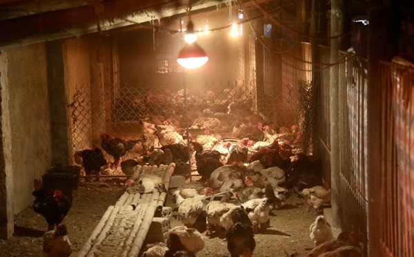 Chuồng nuôi gà có lớp trấu dày, 2 lớp bạt bọc kín chuồng, đảm bảo không mưa tạt, gió lùa, ẩm ướt. Hệ thống đèn hồng ngoại bật xuyên ngày đêm để giữ nhiệt độ ấm cho chuồng, gà trong suốt mùa đông. Ảnh: Tiền phong