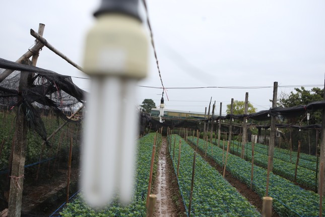 Người dân phường Tây Tựu (quận Bắc Từ Liêm, Hà Nội) cũng lắp đặt hệ thống đèn sưởi cho vườn hoa để tránh rét đậm. Ảnh: Tiền phong