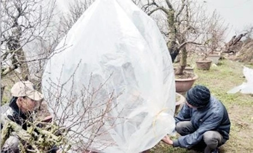 Bên cạnh đó, trùm ni-lông, thắp đèn cũng là cách được người dân phường Nhật Tân sưởi ấm cho hoa đào trong những ngày rét hại kéo dài. Ảnh: Nhandan