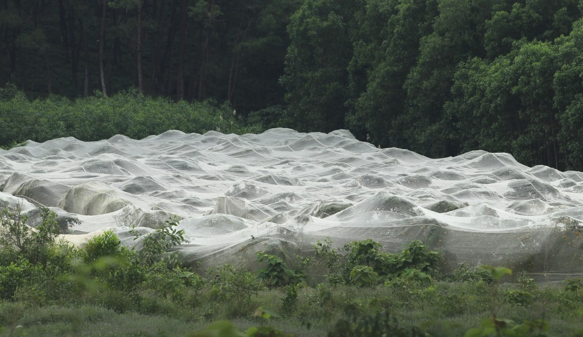 Tại xã Xuân Thành, Yên Thành, Nghệ An, người dân mắc màn cho vườn cây cam để tránh tác hại của thiên nhiên, sâu bọ. Ảnh: Tiền phong