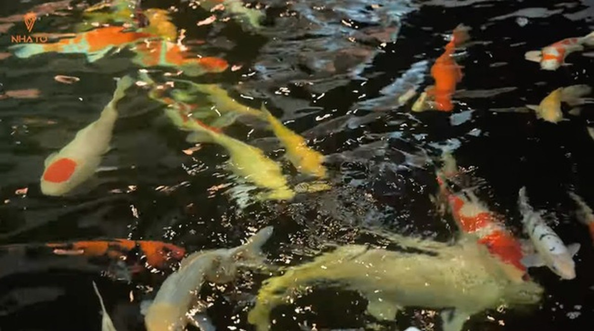 Hồ cá Koi có nhiều con đắt đỏ được gia chủ sưu tập từ các buổi đấu giá.
