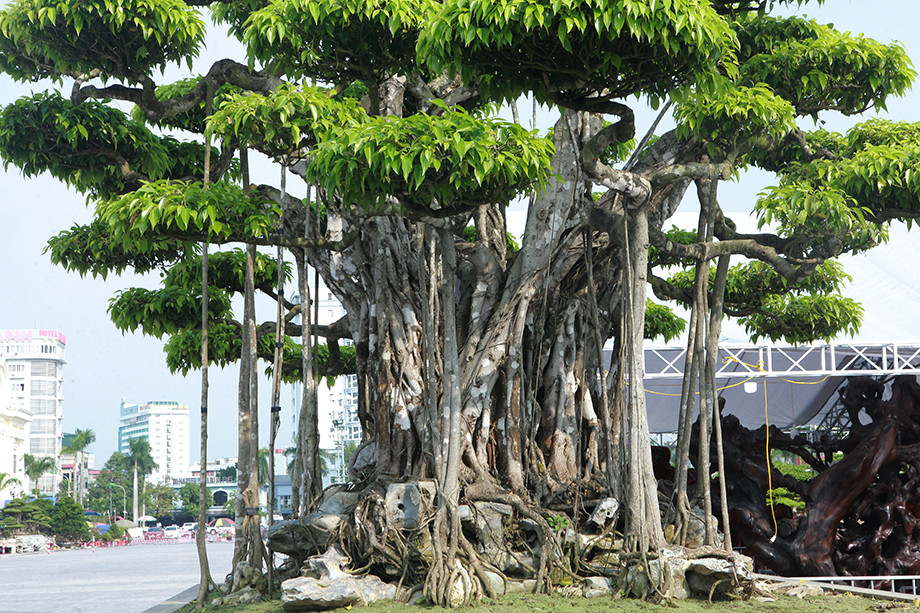 Theo tiết lộ của chủ nhân, trong đợt triển lãm, một doanh nhân người Nhật Bản định giá cây có giá 20 triệu USD (khoảng 460 tỷ đồng) khiến giới chơi cây cảnh “choáng váng”. Ảnh: Dân Việt