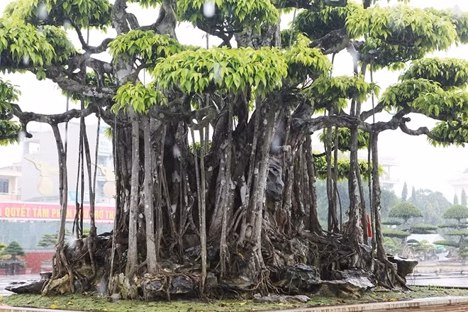 Dù vậy, chủ nhân cho biết mình là người yêu cây cảnh nên có trả bao nhiêu ông cũng không bán. Ảnh: Dân Việt