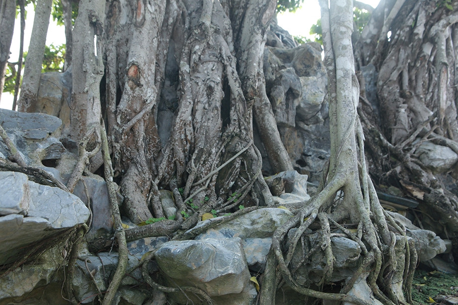 Cây được ký đá voi – loại đá rất khó tìm và được ưa chuộng phối với cây cảnh. Ảnh: Dân Việt