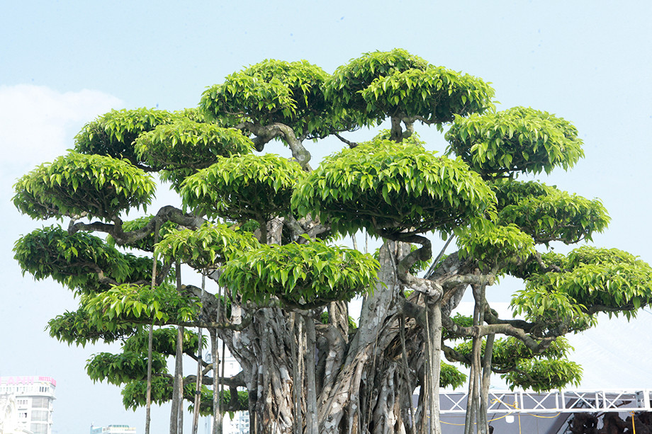 Bông tán được phân chia hợp lý. Ảnh: Dân Việt