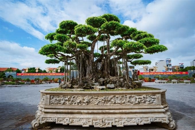 Sieu cay canh dat nhat Viet Nam khien dai gia choang vang