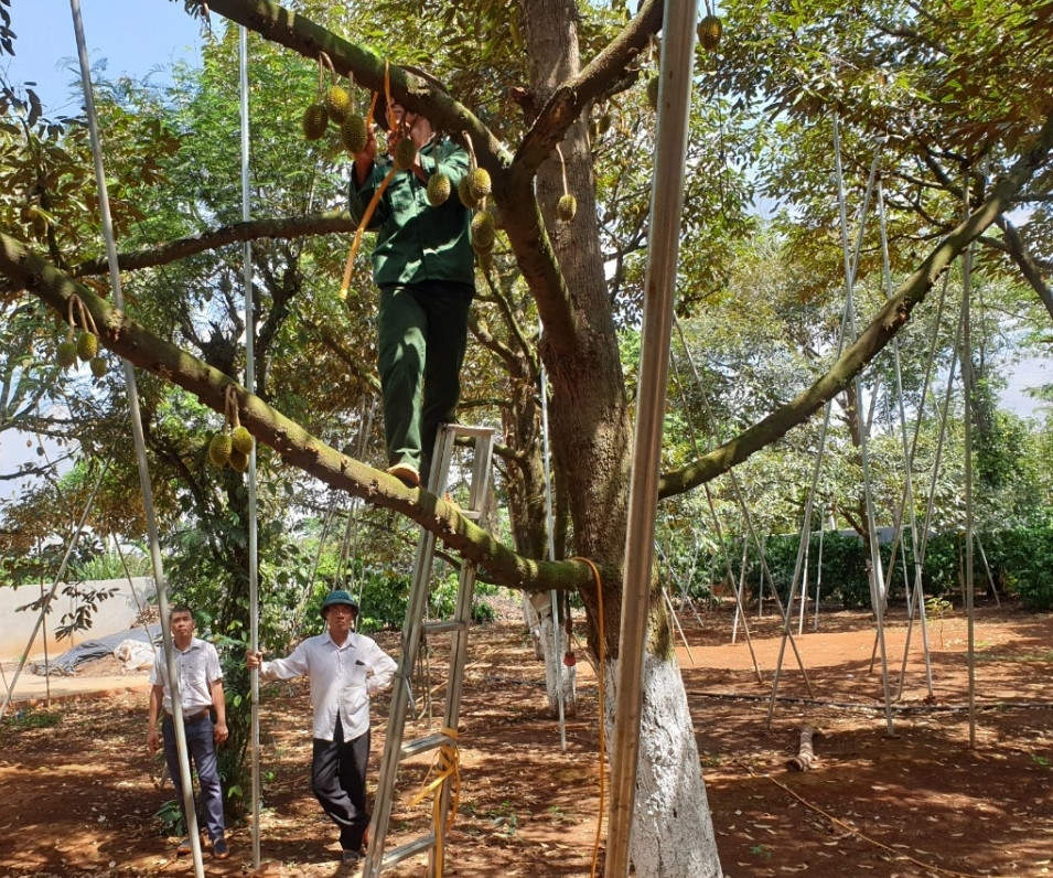 Rất nhiều cột chống bằng thép trợ giúp sầu riêng chống chịu với mưa gió. Ảnh: VOV