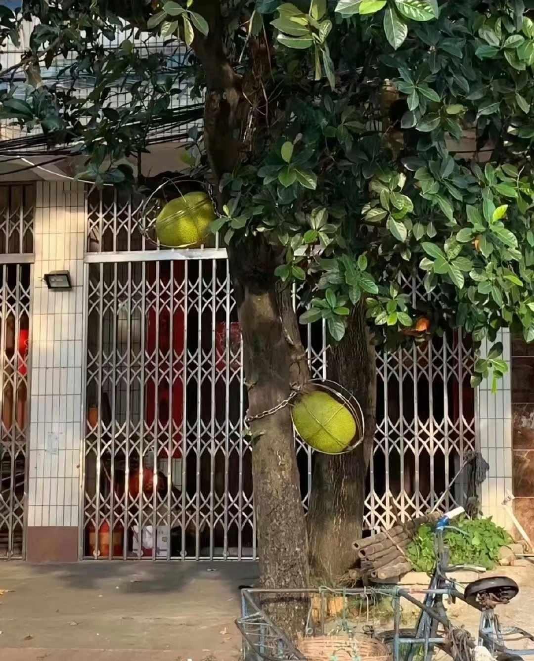 Người chủ này còn cẩn thận hơn khi buộc bằng dây thép. Ảnh: FB Đậu Hũ Thối