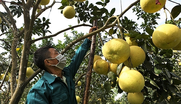 Những cây bưởi cũng được chằng buộc cẩn thận trước ngày bão. Ảnh: Báo Hà Tĩnh