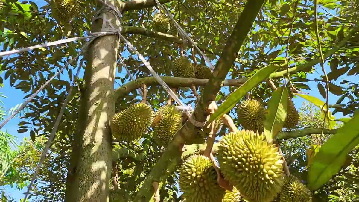 Còn đây là cách bảo vệ trái sầu riêng khi bão về. Ảnh: YouTube