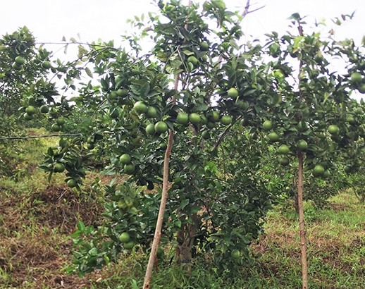 Nông dân dùng cọc gỗ, tre để chống cho những cây cam sai quả. Ảnh: Báo Hà Tĩnh