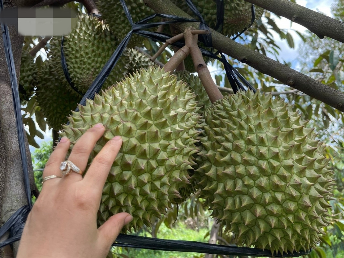 Chùm sầu riêng được buộc chắc chắn. Ảnh: VOV