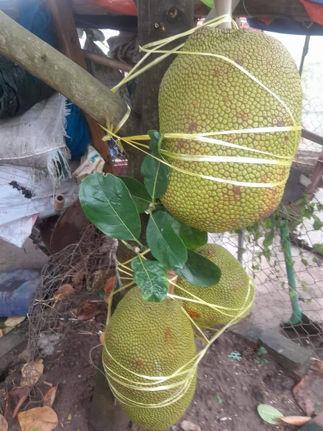 Mít là trái cây được nhiều nông dân Việt ưa chuộng. Vì vậy, để không bị những trận gió quật ngã, mít được chằng buộc rất kỹ. Ảnh: FB Phạm Dũng Xquang Sensor