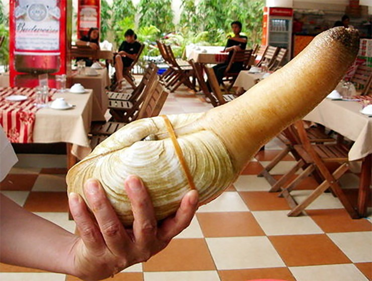 Loài ốc này có hình thù kỳ lạ, giống "của quý" khiến nhiều thực khách nhìn thấy đều ngượng chín mặt. Tuy nhiên, đây là món ăn bổ dưỡng, thơm ngon nên được nhiều người săn lùng. Ảnh: Người đưa tin