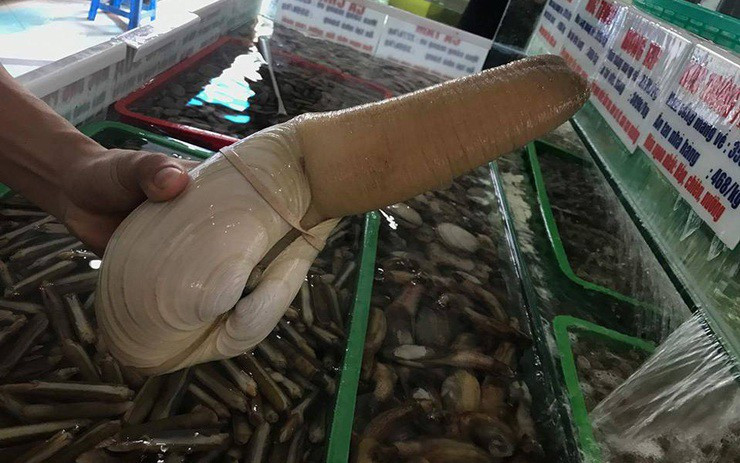 Sau khi khai thác, ốc vòi voi được chuyển ngay lên tàu và đưa vào bảo quản trong bể lọc nước sạch có nhiệt độ luôn giữ ở khoảng 10 độ C. Ảnh: Getty