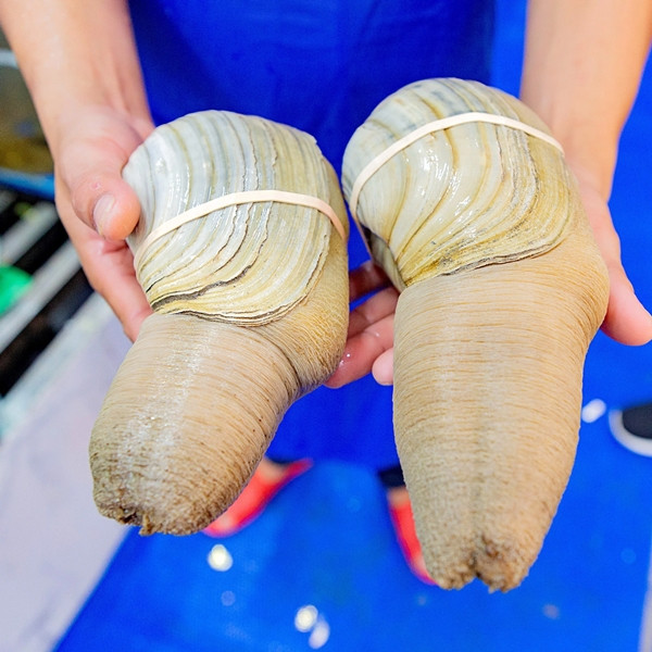 Nếu như tu hài Việt Nam giá từ 450.000đ – 520.000 đồng/kg thì tu hài Canada giá từ 800.000 – 1 triệu đồng/kg. Ảnh: Ocxan