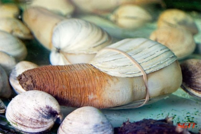 Ốc vòi voi Canada có kích thước lớn, trung bình nặng khoảng 1,5-2,5kg, cá biệt có con dài từ 1m -2m, nặng tới 4-5kg. Ảnh: Internet