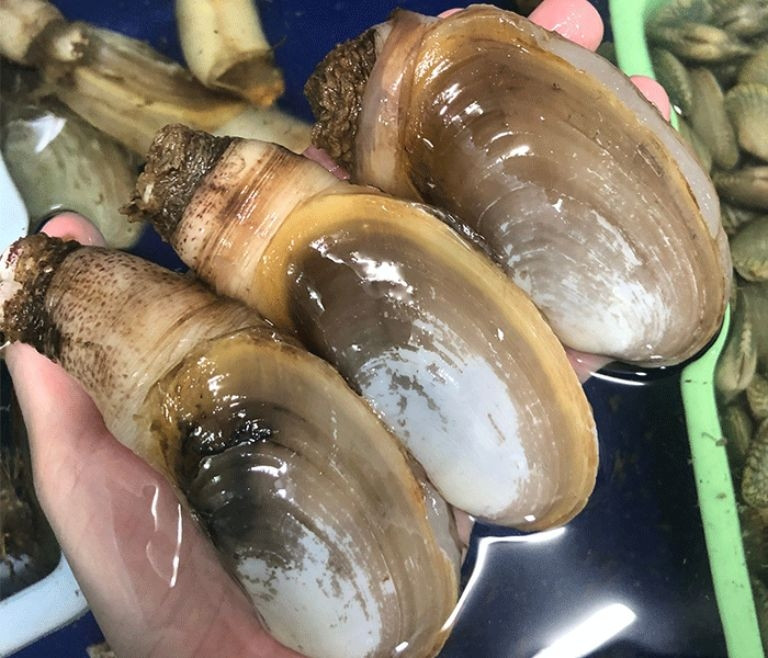 Trong khi đó, tu hài Việt Nam kích kích khá nhỏ. Trung bình mỗi còn tu hài chỉ dài khoảng 10cm và nặng khoảng 200g. Ảnh: Chamuchalong