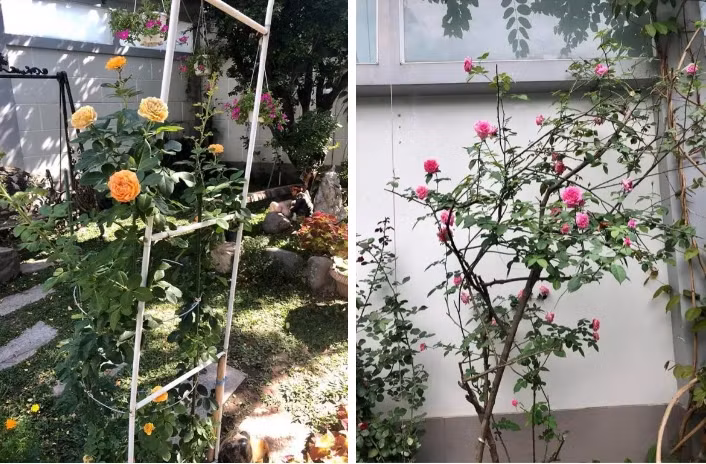 Đặc biệt, trong vườn có trồng rất nhiều hoa hồng với đa dạng màu sắc và mùi hương. Ảnh: FBNV