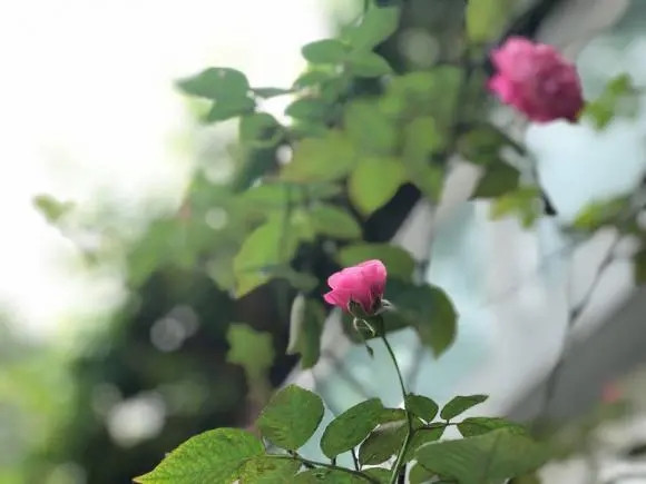 Từng khóm hồng đua nhau khoe sắc. Ảnh: FBNV