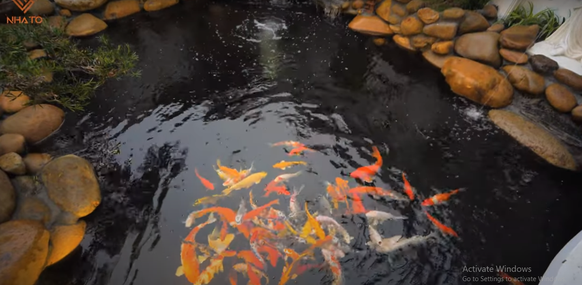 Hồ cá Koi có tổng kinh phí đầu tư lên tới hơn 400 triệu đồng. Nguồn ảnh: chụp màn hình NhaTo