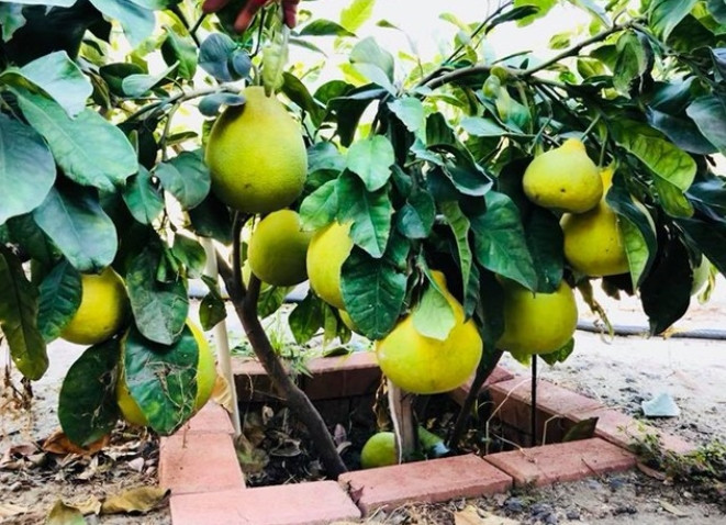 Chỉ cao 50cm nhưng cây bưởi cho tới hàng chục quả.