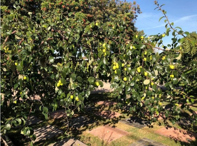  Ca sĩ Bằng Kiều thận chí còn trồng cả táo ta trên đất Mỹ.