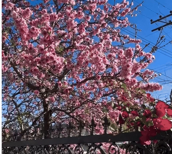 Cây hoa anh đào rực rỡ nổi bật trong khu vườn.