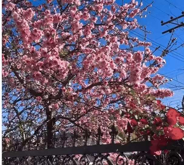 Cây hoa anh đào rực rỡ nổi bật trong khu vườn.