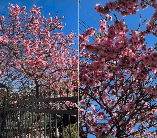 Ngoài ra, trong khuôn viên khu vườn, Bằng Kiều trồng nhiều loại hoa và cây cảnh khác nhau để tạo cảnh quan sinh động, xanh mát.